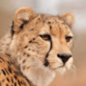 Meet your Posher, Drew